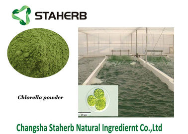 Porcellana Polvere di alghe verdi della polvere dell'estratto vegetale della proteina della clorella fornitore