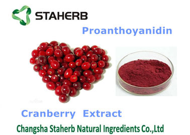 Porcellana Polvere fine viola supplemento antiossidante organico/naturale dell'estratto del mirtillo rosso fornitore