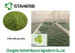 Polvere di alghe verdi della polvere dell'estratto vegetale della proteina della clorella fornitore