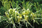Honeysuchle fiorisce il marrone acido clorogenico di Cas no.327-97-9 della polvere fornitore