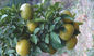 Polvere naturale cas no.94-07-5 di Synephrine dell'estratto della frutta di citrus aurantium fornitore