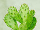 Estrazione con solvente 10/1 di rapporto della polvere di perdita di peso dell'estratto del cactus per il campo cosmetico fornitore