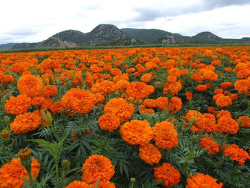 Porcellana Fiori di seta Phytogenic del ghirlanda degli additivi alimentari della luteina 5%/del tagete estraggono la polvere fornitore