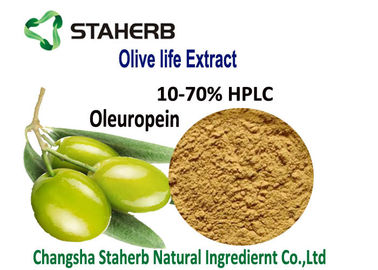 Porcellana La pianta antibatterica dell'oleuropeina verde oliva della foglia estrae il HPLC della polvere 10-70% di Hydroxytyrosol dell'oleuropeina fornitore