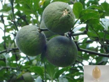 Porcellana Estrazione con solvente di HPLC di Synephrine 6-98% dell'estratto della frutta dell'arancia amara di Siviglia fornitore