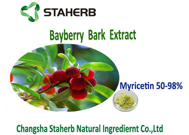 Porcellana Miricetina gialla 50%-98% di colore verde dell'estratto della polvere della corteccia del Bayberry di antiossidazione fornitore