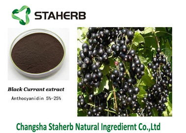 Porcellana Antociano della bacca della polvere dell'estratto della pianta concentrato frutta del ribes nero antinvecchiamento fornitore