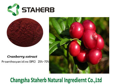 Porcellana Estratto della frutta del mirtillo rosso dell'estratto della pianta concentrato antociani di Antiage fornitore