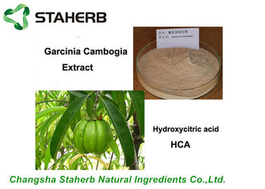 Porcellana Estratto antibatterico naturale puro 50%, 60%, 95% HCA della Cambogia di Garcinia dell'estratto della pianta fornitore