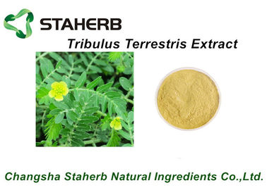 Porcellana 55056-80-9 medicina di erbe per il grande estratto 40% ~ di Terrestris del Tribulus del pene saponine 90%Tribulus fornitore