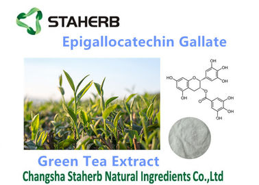 Porcellana Antiossidanti organici/potenti completa il gallato 50-98% di Epigallocatechin fornitore