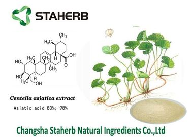 Porcellana Estratto della pianta concentrato cola di Gotu, estratti naturali della pianta per cura di pelle fornitore