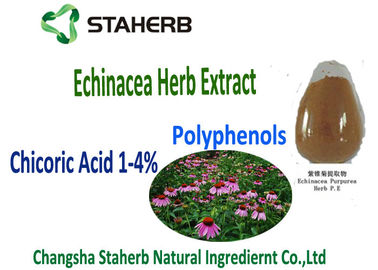 Acido naturale di Chicoric dell'estratto di echinacea purpurea, polifenolo, estratto dell'echinacea fornitore