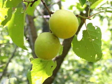 Polvere amara di erbe di Amydalin dell'estratto del seme dell'albicocca degli estratti naturali puri della pianta fornitore