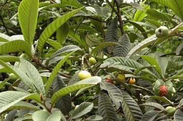 Estratti naturali puri della pianta della polvere acida di Ursolic dell'estratto della foglia del Loquat fornitore