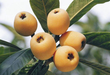 Estratti naturali puri della pianta della polvere acida di Ursolic dell'estratto della foglia del Loquat fornitore