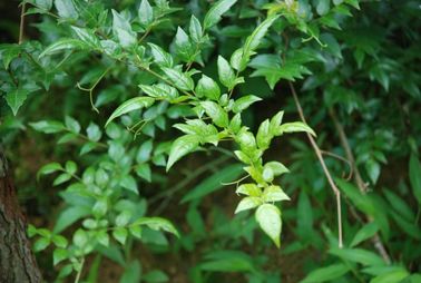 Polvere dell'estratto 98% Dinhydromyricetin del tè della vite di grossedentata di Ampelopsis fornitore