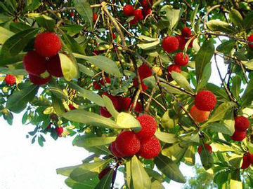 Estratto naturale puro della corteccia del bayberry degli estratti della pianta di supplemento di salute di polvere della miricetina fornitore