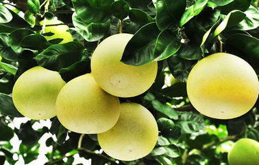 Polvere fine bianca dell'estratto della pianta della buccia del pomelo dell'estratto del Naringenin fornitore