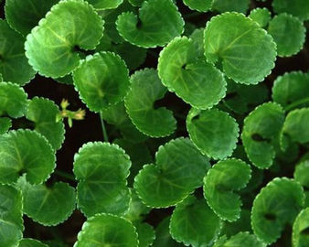 L'estratto asiatica di Centella/pianta naturale pura estrae la polvere di Asiaticosides fornitore