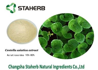 Ingredienti cosmetici naturali dell'estratto della cola di Gotu, ingredienti organici di cura di pelle fornitore