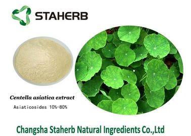 Ingredienti cosmetici naturali dell'estratto della cola di Gotu, ingredienti organici di cura di pelle fornitore
