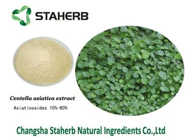 Ingredienti cosmetici naturali dell'estratto della cola di Gotu, ingredienti organici di cura di pelle fornitore