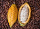 Cacao in polvere alcalinizzato disidratato estratto naturale del commestibile della polvere della frutta del cacao fornitore
