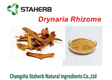 Polvere di Rhizoma Drynariae dell'estratto della pianta concentrata estratto della rizoma di Drynaria fornitore