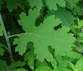 Colore antibatterico degli alcaloidi 20%-60% Brown di totale dell'estratto di Cordata del Macleaya della pianta fornitore