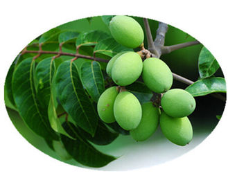 Estratto di erbe della pianta della foglia verde oliva, tipo di erbe organico dell'estrazione con solvente degli estratti fornitore