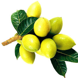 Estratto di erbe della pianta della foglia verde oliva, tipo di erbe organico dell'estrazione con solvente degli estratti fornitore