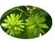 La pianta naturale pura di Camptothecae Acuminatae estrae Hydroxycamptothecin 98% fornitore